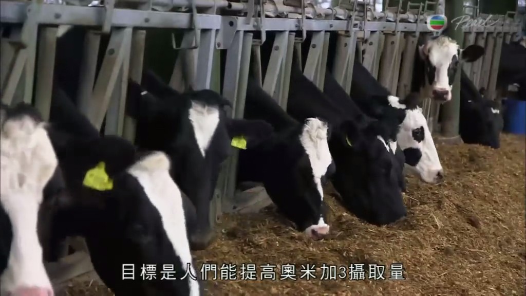 肥胖的真相 The Truth about Fat