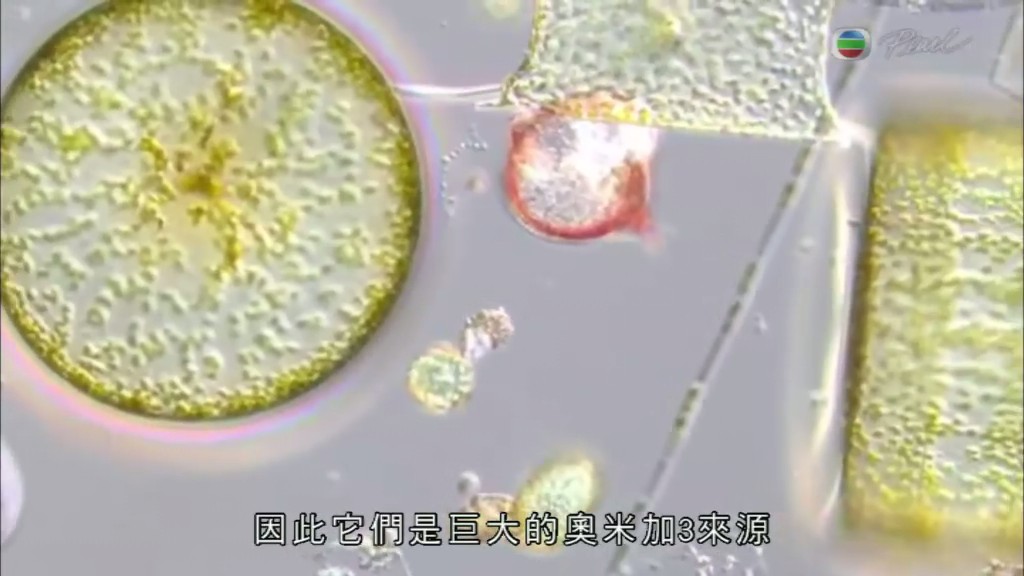 肥胖的真相 The Truth about Fat