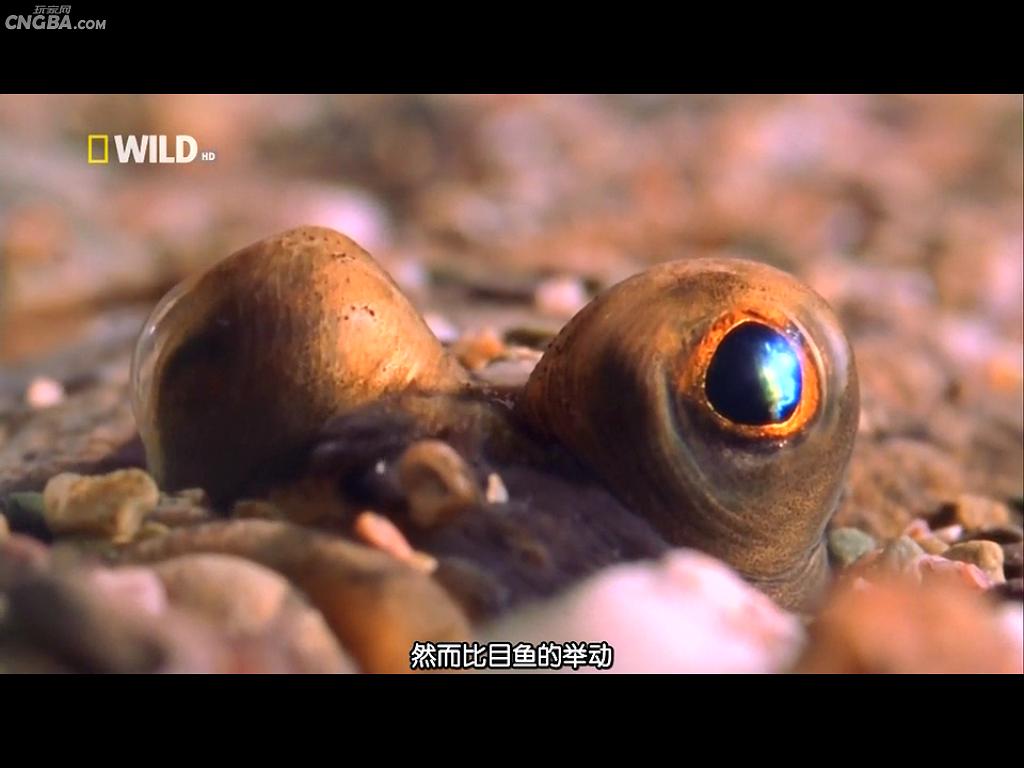 奇形怪物  World's Weirdest