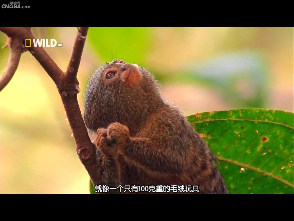 奇形怪物  World's Weirdest