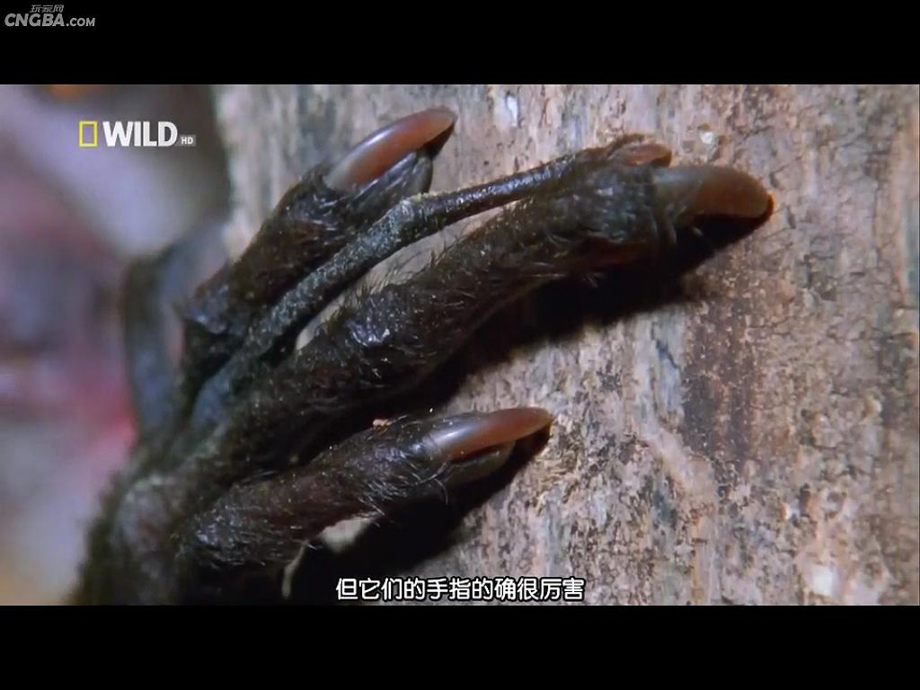 奇形怪物  World's Weirdest