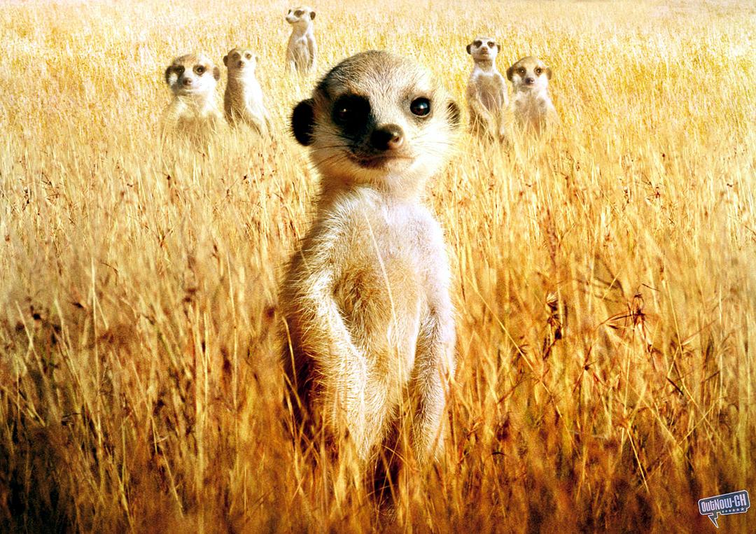 蒙哥 The Meerkats