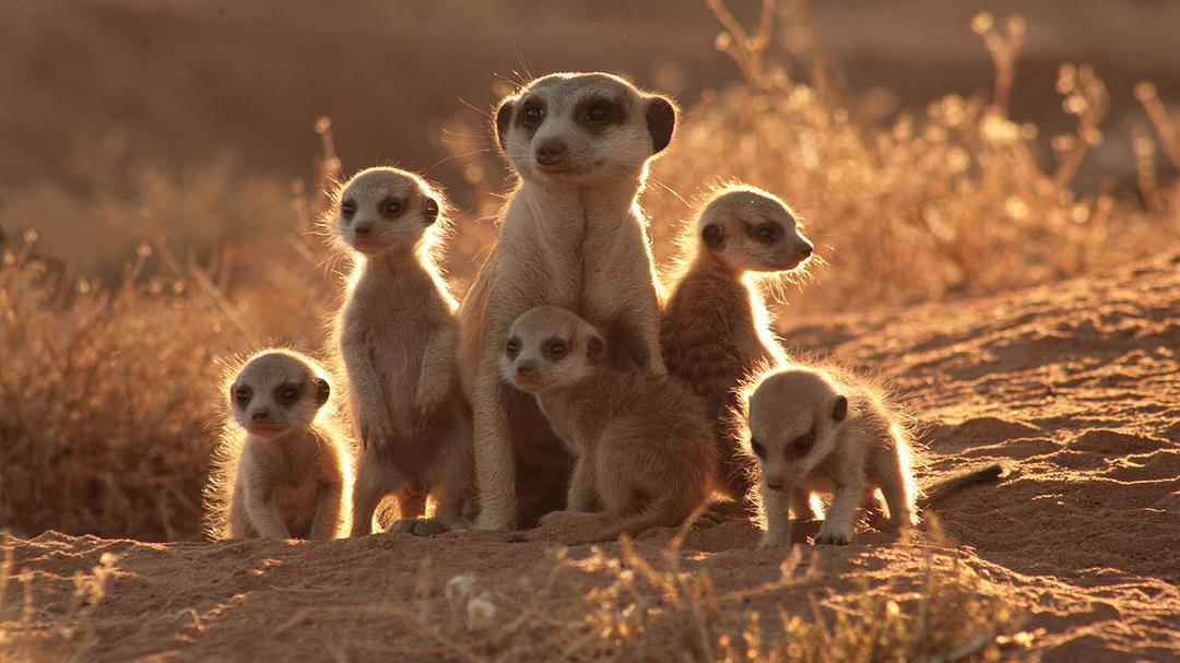 蒙哥 The Meerkats