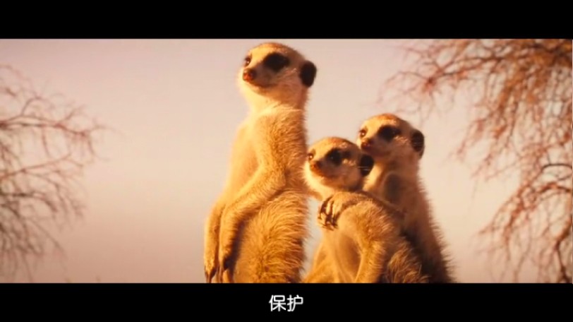 蒙哥 The Meerkats