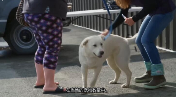 动物侠医/育空兽医 第5季  Dr. Oakley, Yukon Vet