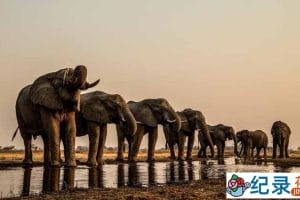 PBS自然生态纪录片《喀拉哈里 kalahari》全2集 标清纪录片资源百度云盘下载