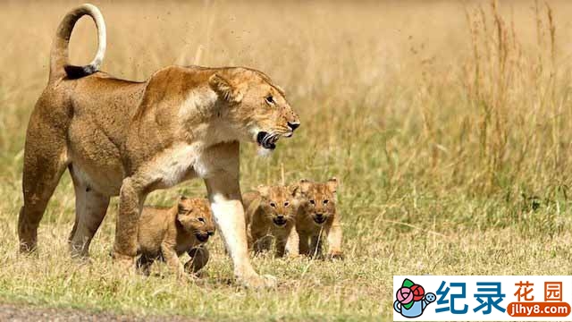 BBC儿童教育纪录片《少儿动物世界 Wild Tales》全4季 标清纪录片资源百度云盘下载