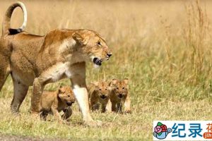 BBC儿童教育纪录片《少儿动物世界 Wild Tales》全4季 标清纪录片资源百度云盘下载