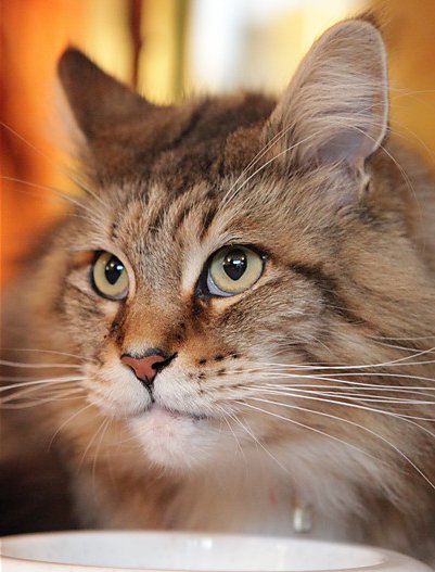 BBC地平线：猫的秘密生活 Horizon: The Secret Life of the Cat