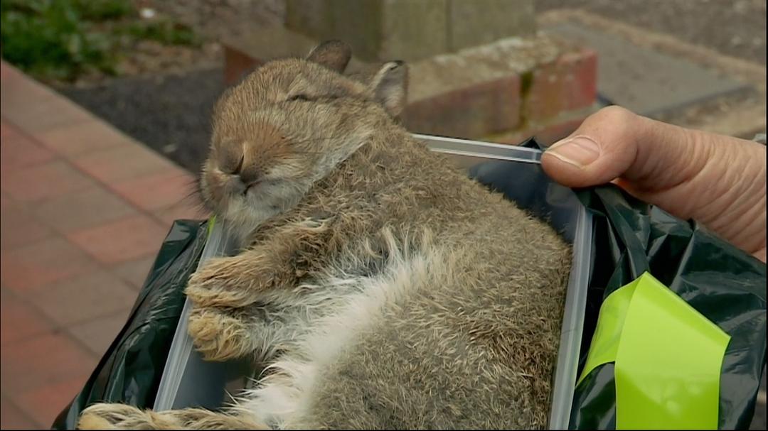 BBC地平线：猫的秘密生活 Horizon: The Secret Life of the Cat