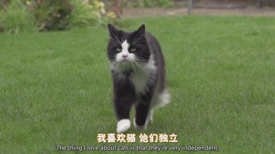BBC地平线：猫的秘密生活 Horizon: The Secret Life of the Cat