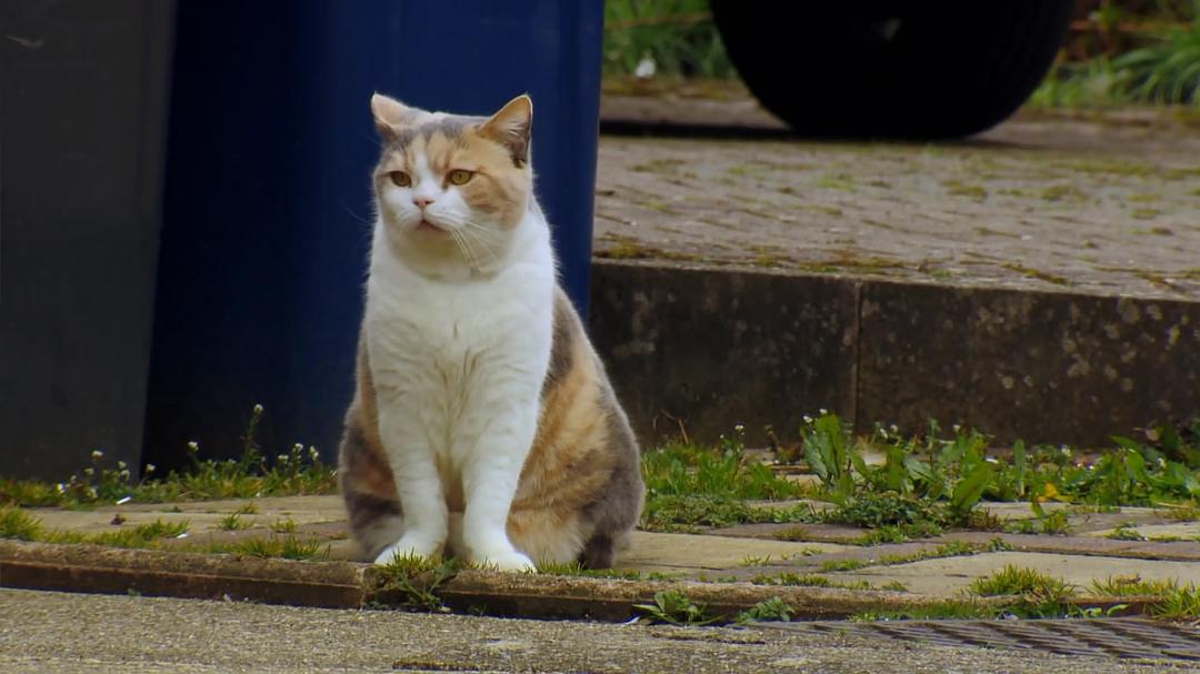 BBC地平线：猫的秘密生活 Horizon: The Secret Life of the Cat