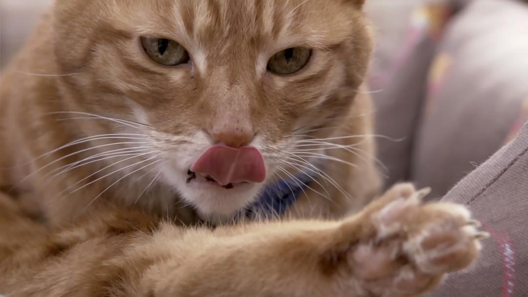 BBC地平线：猫的秘密生活 Horizon: The Secret Life of the Cat