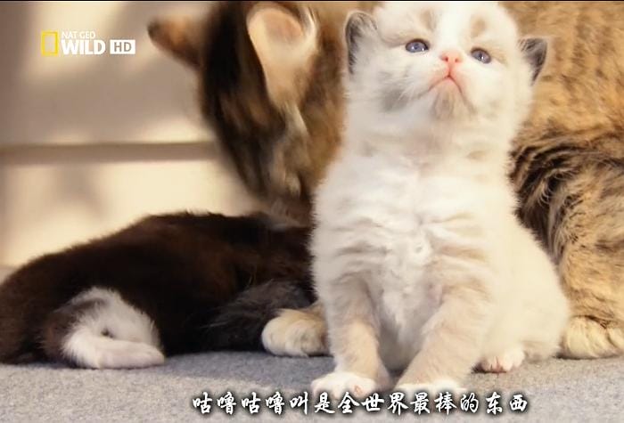 猫咪的狂野一面 Wild Side of Cats