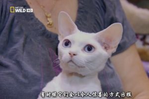 猫咪的狂野一面 Wild Side of Cats