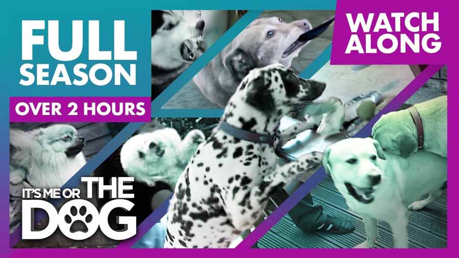 生活妙招纪录片《调教宠物狗技巧》第4季全10集中字 纪录片解说素材百度云盘下载 1080/MP4/24.7G