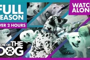 生活妙招纪录片《调教宠物狗技巧》第4季全10集中字 纪录片解说素材百度云盘下载 1080/MP4/24.7G