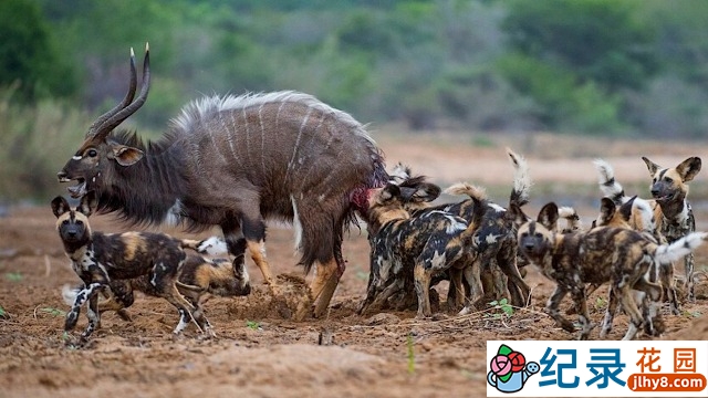 野生动物行为研究纪录片《疯狂杀戮现场》第2季原版无字 1080P高清自媒体解说素材百度云盘下载