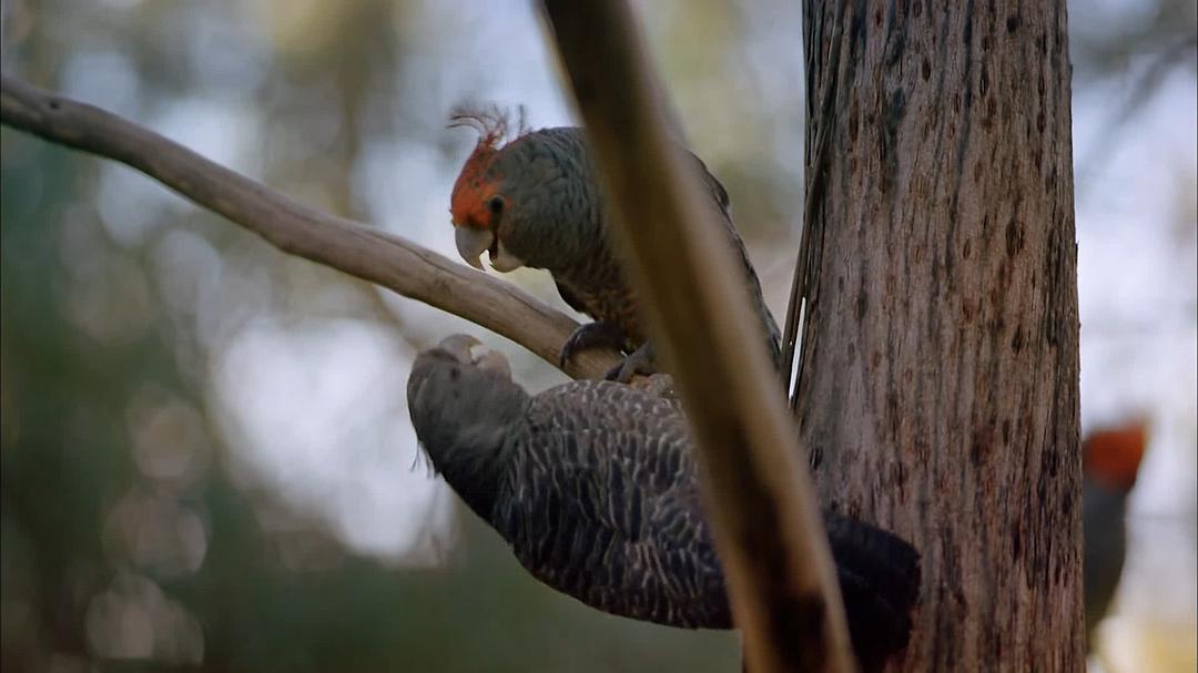 狂野澳洲：边缘 Wild Australia: The Edge