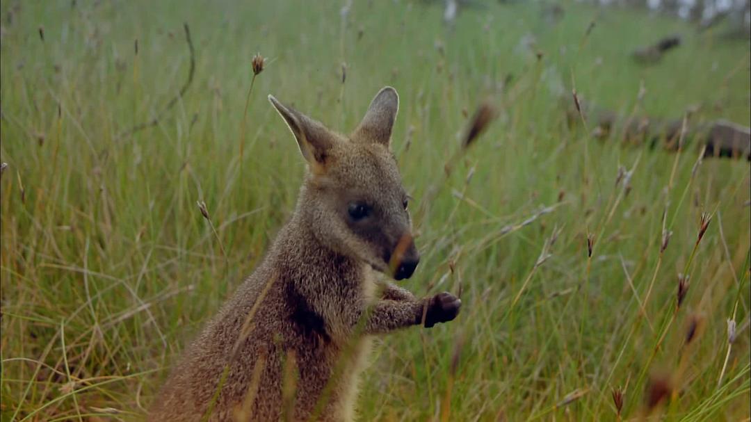 狂野澳洲：边缘 Wild Australia: The Edge