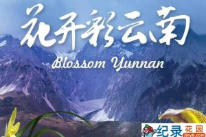 央视花卉产业纪录片《花开彩云南》全4集 TS/蓝光高清纪录片资源百度云盘下载