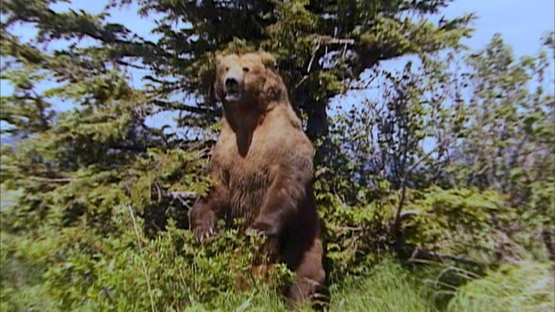 灰熊人 Grizzly Man
