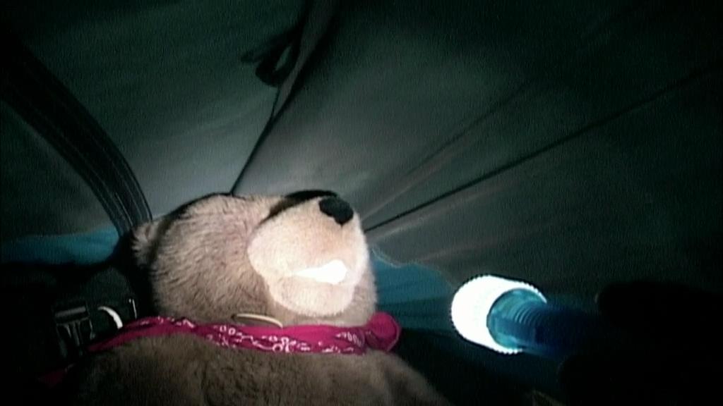 灰熊人 Grizzly Man