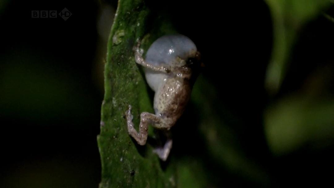 火山失落之地 Lost Land of the Volcano