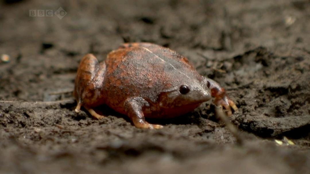 火山失落之地 Lost Land of the Volcano