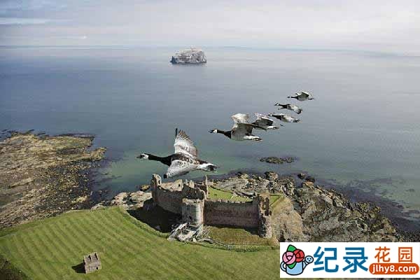 BBC自然生态纪录片《鸟瞰地球 Earthflight》全6集 720P/1080i高清纪录片资源百度云盘下载