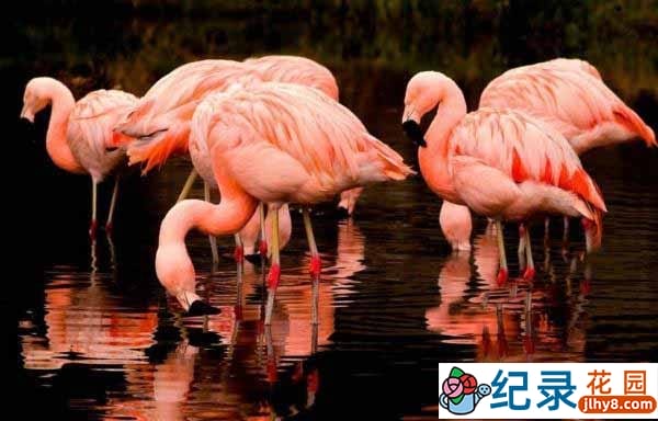 BBC自然生态纪录片《鸟瞰地球 Earthflight》全6集 720P/1080i高清纪录片资源百度云盘下载