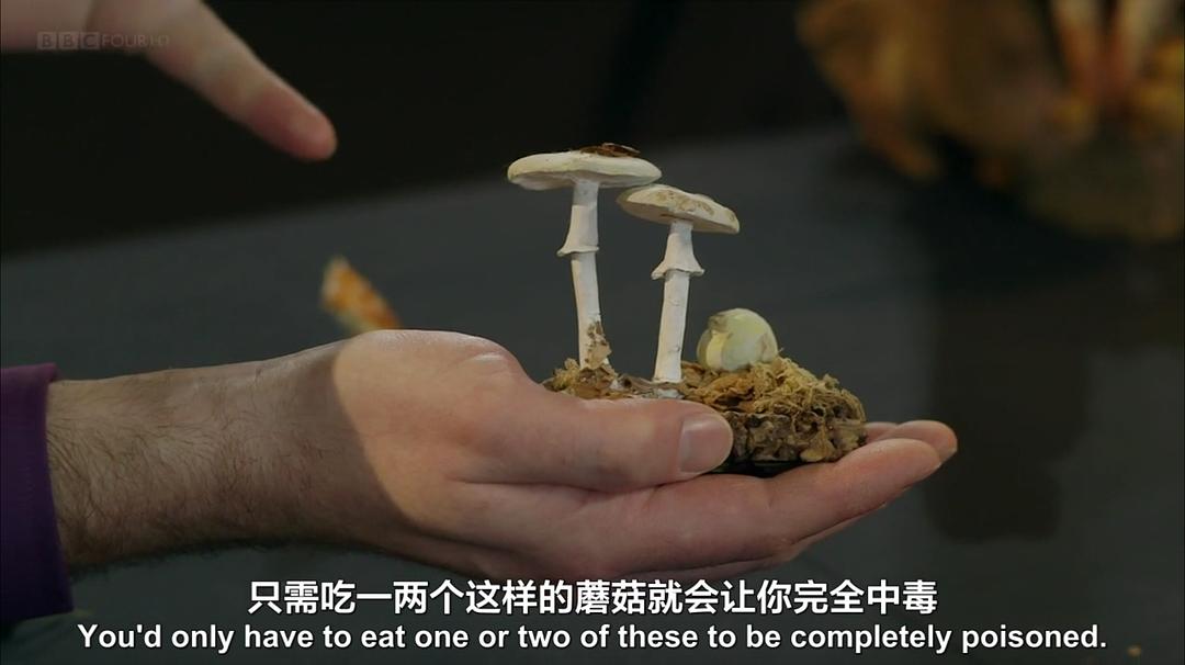 魔力蘑菇 The Magic of Mushrooms