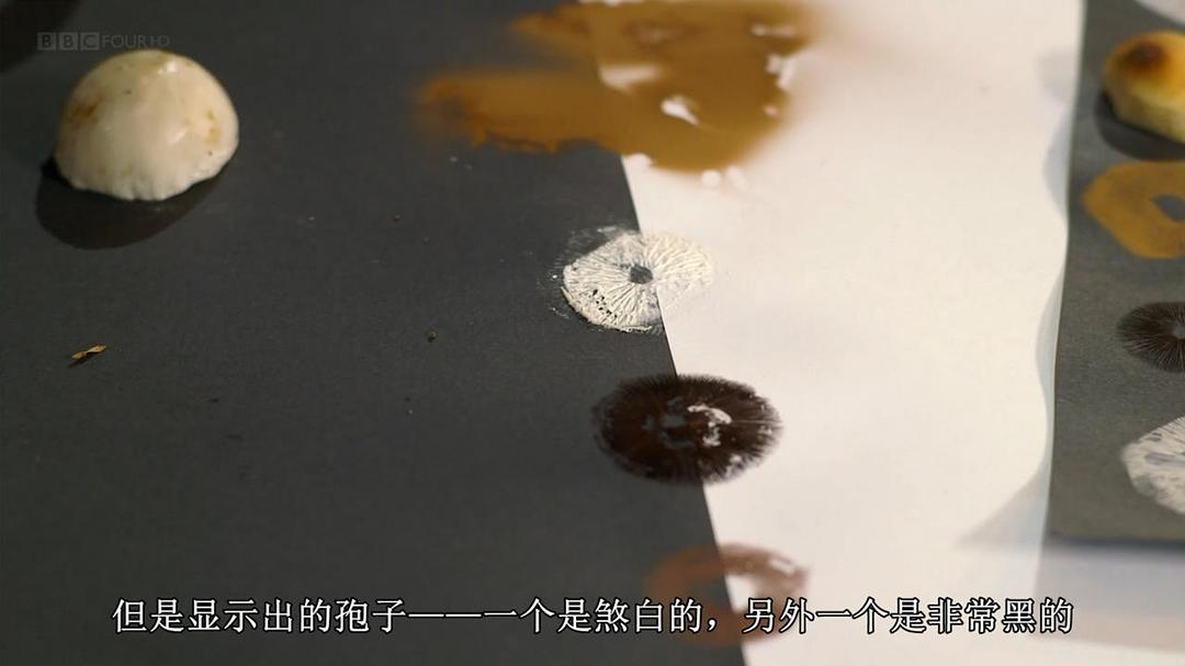 魔力蘑菇 The Magic of Mushrooms