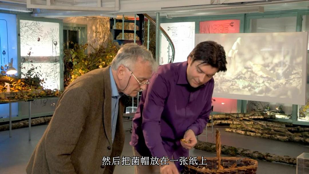 魔力蘑菇 The Magic of Mushrooms