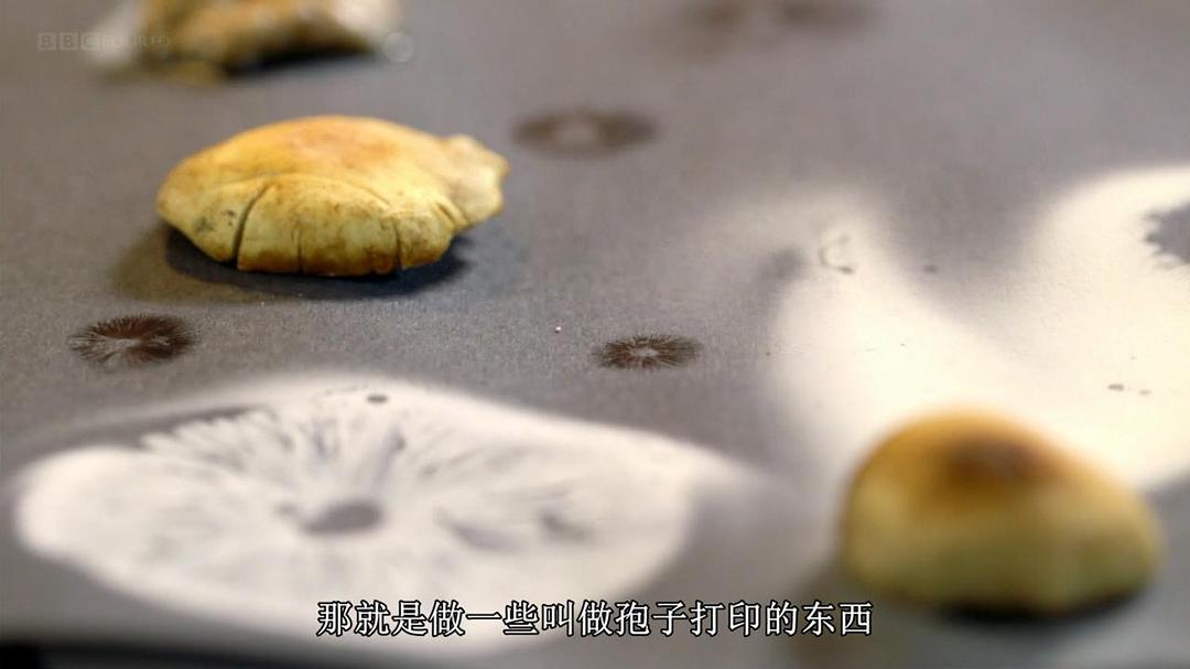 魔力蘑菇 The Magic of Mushrooms