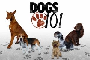 宠物狗指南纪录片《狗狗101全纪录 Dogs 101》第4季全4集中字 纪录片解说素材百度云盘下载 1080/MP4/5.56G