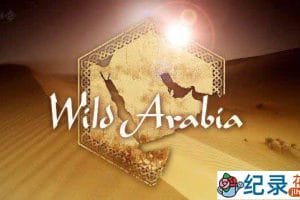 BBC自然生态纪录片《野性阿拉伯 狂野阿拉伯 Wild Arabia》全3集 720P/1080i高清纪录片资源百度云盘下载