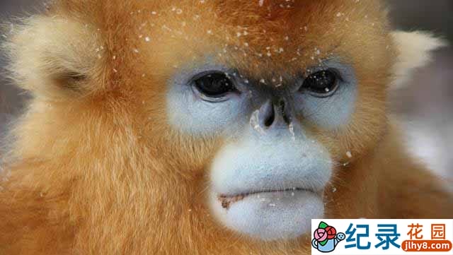 探索频道自然生态纪录片《中南半岛野生大地 Wildest Indochina》全5集 720P/1080i高清纪录片资源百度云盘下载