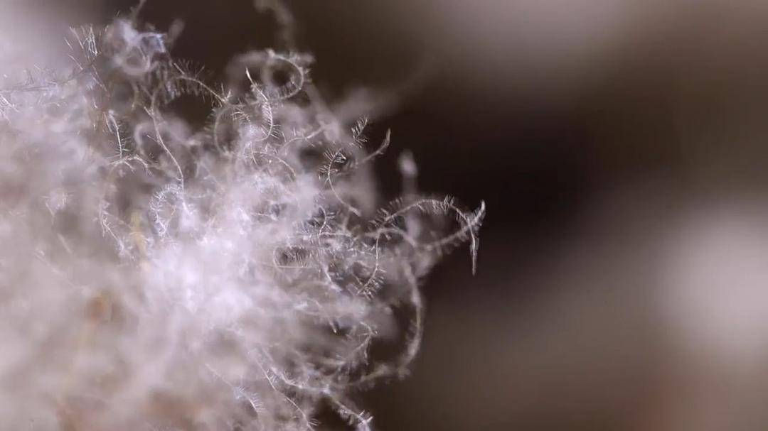 自然世界：冰岛：冰与火的国度 Natural World: Iceland: Land of Ice and Fire