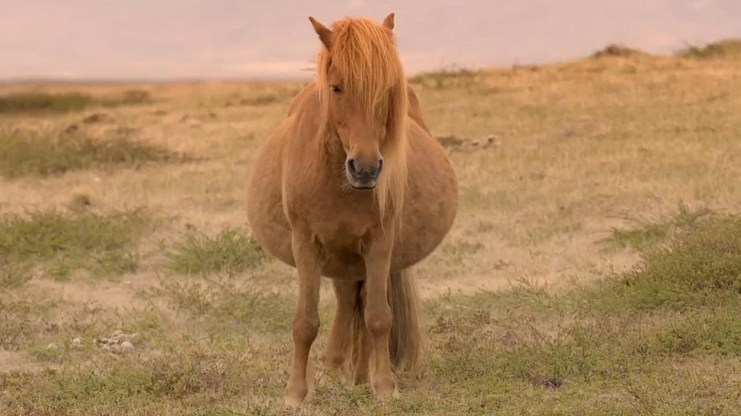 自然世界：冰岛：冰与火的国度 Natural World: Iceland: Land of Ice and Fire