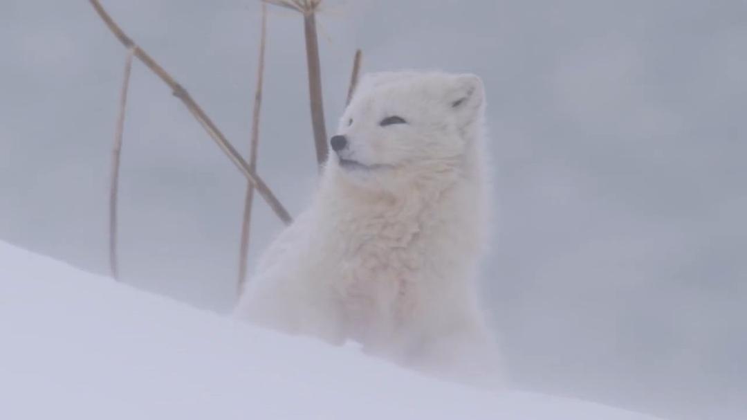 自然世界：冰岛：冰与火的国度 Natural World: Iceland: Land of Ice and Fire