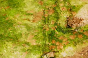 地狱中的生命 Life in Hell-Extremophiles