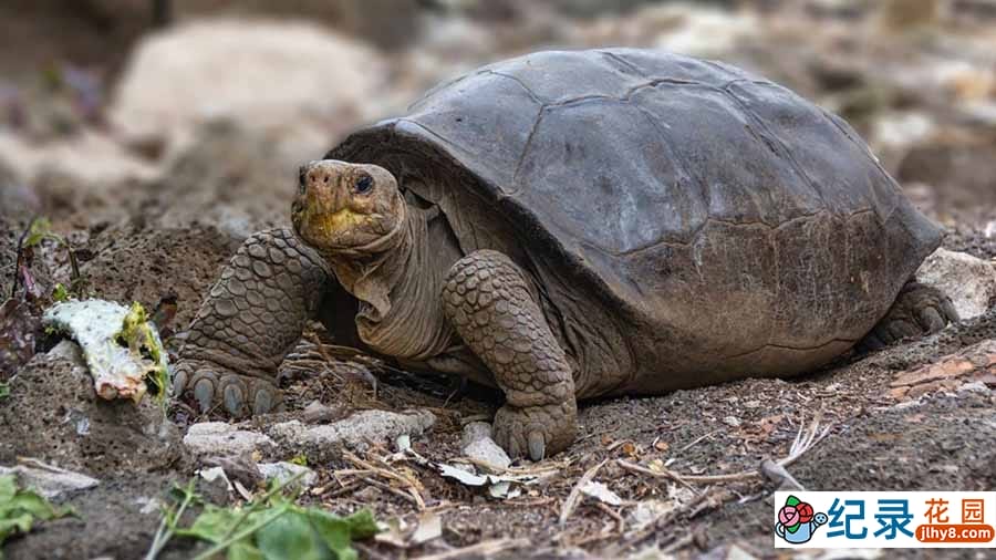 灭绝动物大追踪纪录片《寻找灭绝的生物》第1季全8集中字 纪录片解说素材百度云盘下载 1080/MP4/21.5G