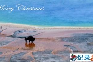 PBS自然生态纪录片《黄石的圣诞 Christmas in Yellowstone》全1集 720P/1080i高清纪录片资源百度云盘下载