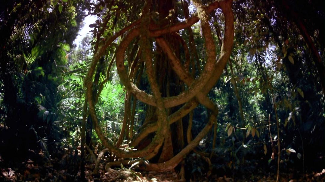 热带雨林 Tropical Rainforest