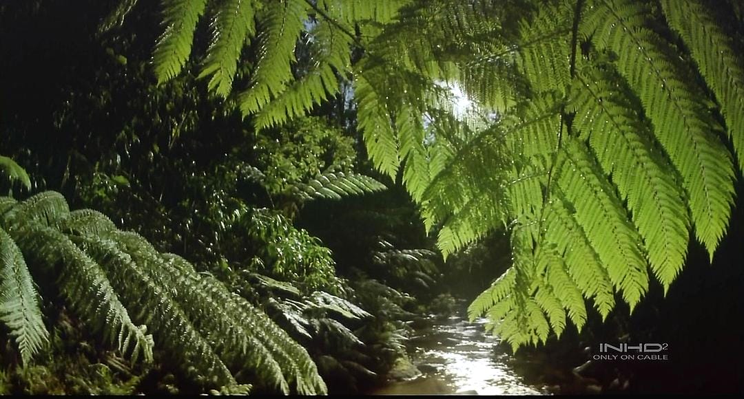 热带雨林 Tropical Rainforest