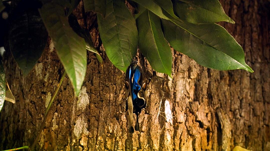 热带雨林 Tropical Rainforest