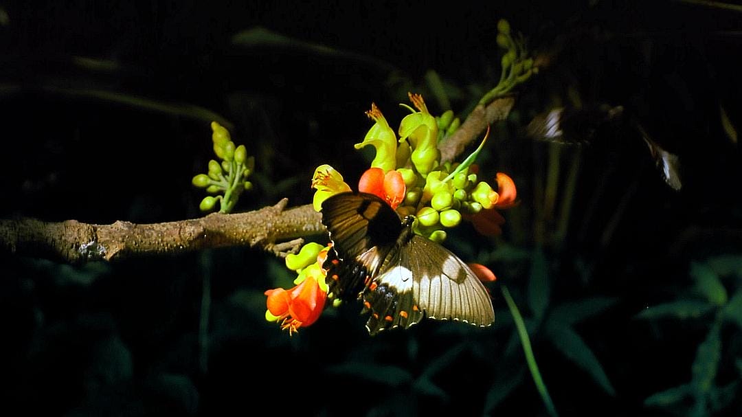 热带雨林 Tropical Rainforest