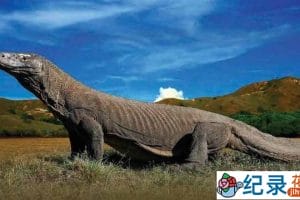 央视科莫多龙纪录片《巨蜥岛》全1集 720P/1080i高清纪录片资源百度云盘下载