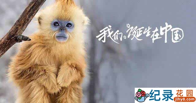 迪斯尼自然生态纪录片《我们诞生在中国 Born in China》全1集 720P/1080i高清纪录片百度云下载